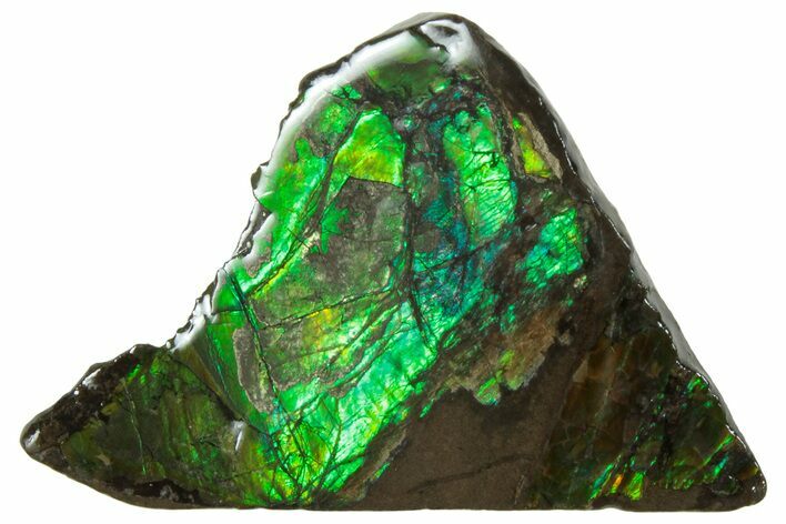 Brilliant Green Ammolite (Fossil Ammonite Shell) - Alberta #236459